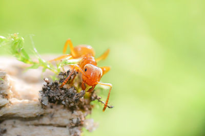 Ant Extermination