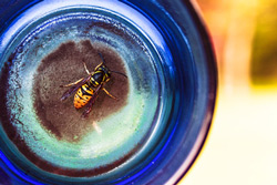 wasp extermination