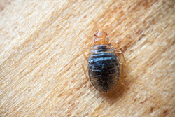 bed bug extermination