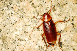 cockroach removal